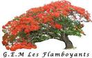 Les Flamboyants